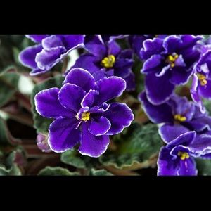 Meet your Posher, Violeta